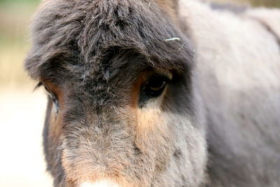 Close-up of horse