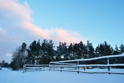 Trees against sky during winter