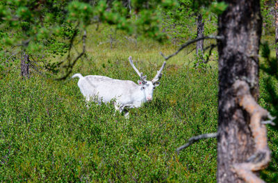 White reindeer weisses rentier