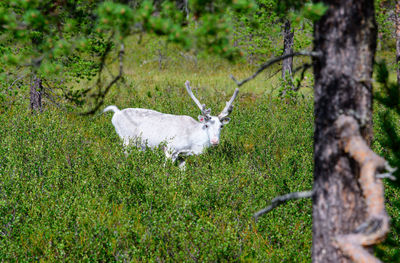 Sheep standing in a forest