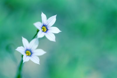 Close-up of insect on flower blooming outdoors