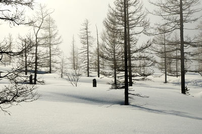 Bare trees on snow covered field during winter