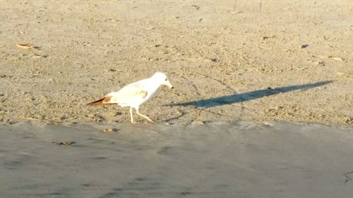 High angle view of bird on sand