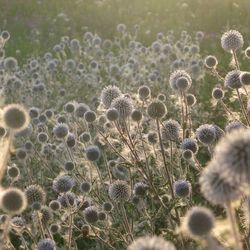 Close-up of dandelion in field