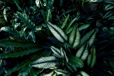 Full frame shot of plants