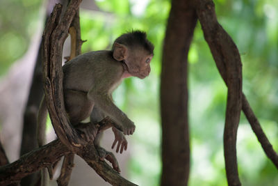 Cute monkeys in the forest
