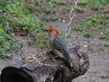 Close-up of bird perching on ground