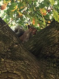 Cat on tree trunk