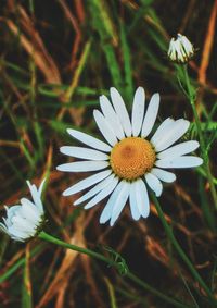 Close-up of white flower blooming outdoors