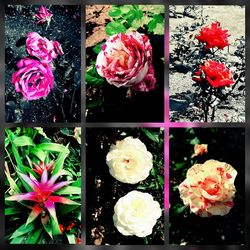 Digital composite image of flowers