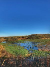 Scenic view of field against clear blue sky