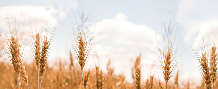 Close-up of wheat growing on field against sky