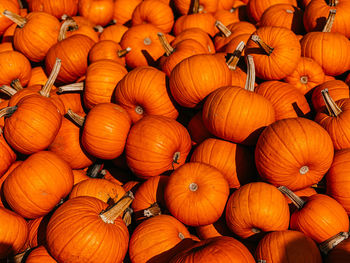 Close-up of pumpkins on field