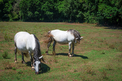 Sheep grazing on field