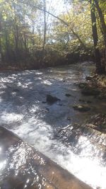 River flowing through forest