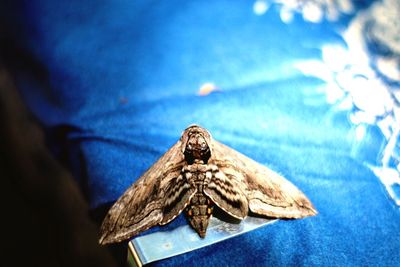 Close-up of bird