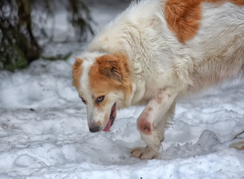 Portrait of a dog on snow