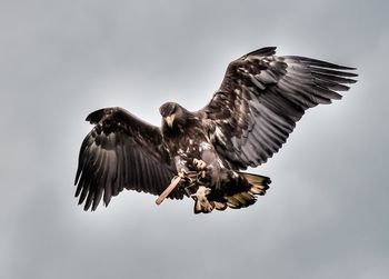 Low angle view of eagle flying against clear sky