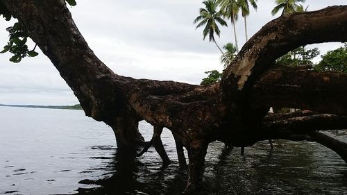 Reflection of trees in water