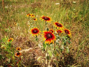 Close-up of flowering plants on field