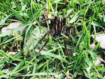 High angle view of butterfly on grass