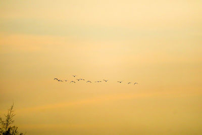 Birds flying in sky during sunset