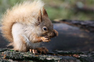 Close-up of squirrel