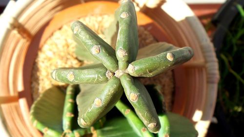 High angle view of succulent plant