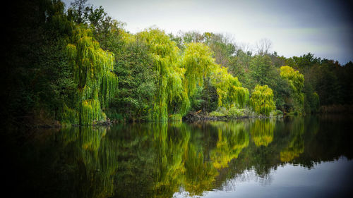 Scenic view of lake against trees in forest