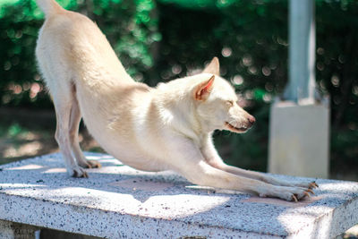 Side view of a dog