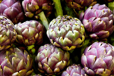 Composition of artichokes of the romanesque variety