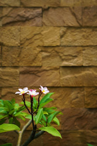 Close-up of flowering plant against wall