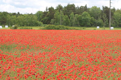 View of flowers growing in field
