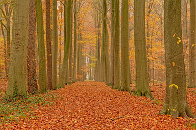 Trees growing in forest during autumn