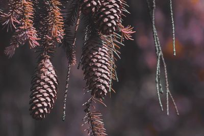 Close-up of line cones plant hanging from tree