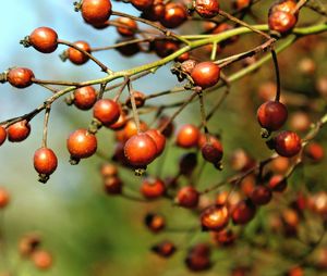 Close-up of berries growing on tree