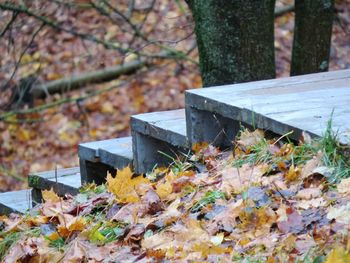 Close-up of autumn leaves