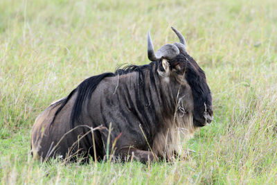 Wildebeest sitting on field