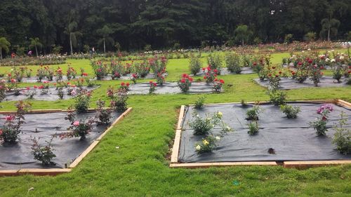 High angle view of formal garden