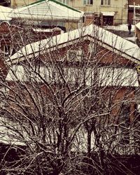 Bare tree in winter