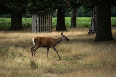 Deer on grassy field