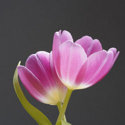 Close-up of pink flower against black background