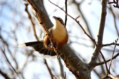 Close-up of bird perching on branch