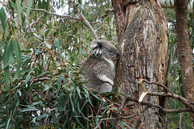 Koala on tree trunk in forest