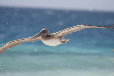 Close-up of bird flying over sea against sky