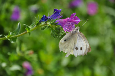Close-up of butterfly pollinating on purple flower