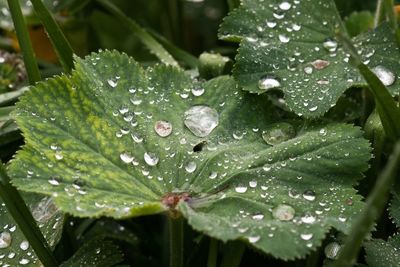 Close-up of water drops on leaf