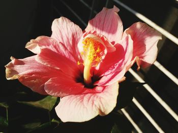 Close-up of hibiscus flower