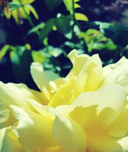 Close-up of yellow flower