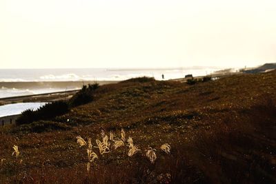 Scenic view of beach and sea against clear sky